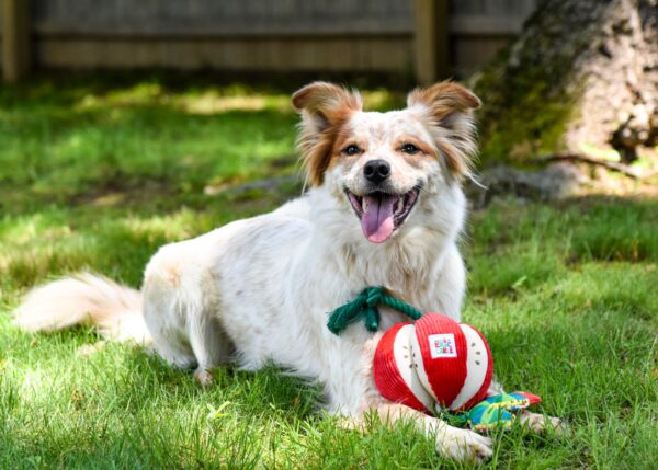 Eric Carle Hungry Caterpillar Apple Rope Dog Toy